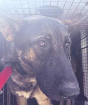 German Shepherd Dog and Mixed Breed Dogs Available for Adoption in Visalia, California - A253285 | PetCurious