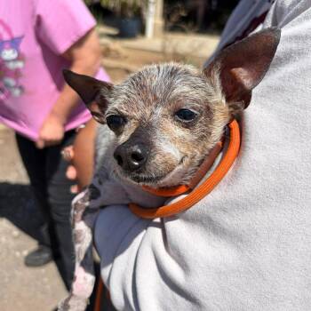 Xoloitzcuintli Mexican Hairless Dogs Available for Adoption in Ramona, California - Yosh | PetCurious