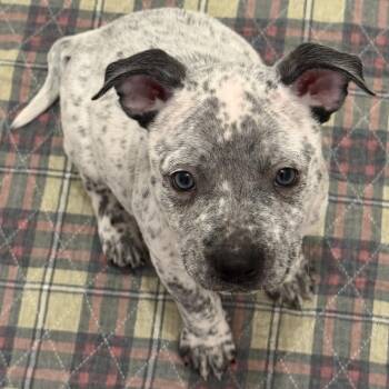 Pit Bull Terrier Dogs Available for Adoption - Piglet | PetCurious