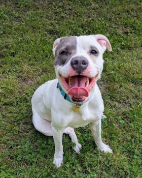 Rambler -  Pit Bull Terrier Dog for Adoption in Crescent City, California - Rambler | PetCurious
