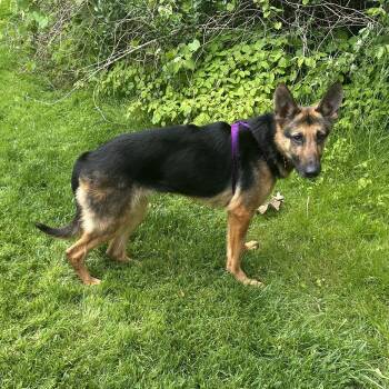 Zorua -  German Shepherd Dog Dog for Adoption in Bear, Delaware - Zorua | PetCurious