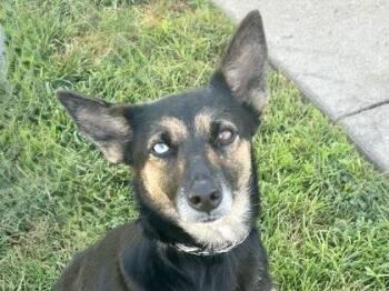 Gala -  Mixed Breed Dog for Adoption in Georgetown, Texas - Gala | PetCurious
