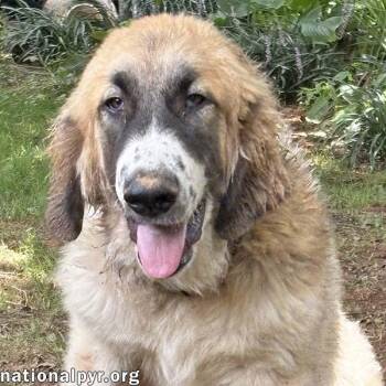 Macintosh in VA - Loves Squeaky Toys -  Great Pyrenees and Labrador Retriever Dog for Adoption in Beacon, New York - Macintosh In VA - Loves Squeaky Toys | PetCurious