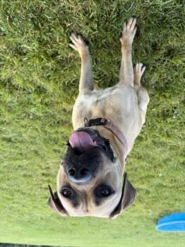 WILLOW -  Cane Corso Dog for Adoption in Fort Wayne, Indiana - WILLOW | PetCurious