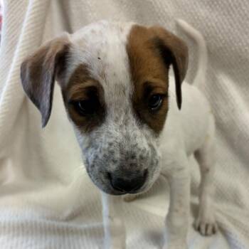 Cattle Dog Dogs Available for Adoption - Fornite | PetCurious