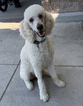 Standard Poodle Dogs Available for Adoption in West Melbourne, Florida - Leo | PetCurious