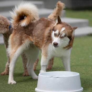 Sabino (MR26-326) -  Pomeranian and Husky Dog for Adoption in Peyton, Colorado - Sabino (MR26-326) | PetCurious