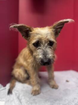 Rescue Terrier and Mixed Breed Dogs for Adoption in Houston, Texas - Goose | PetCurious
