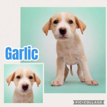 Garlic -  Labrador Retriever Dog for Adoption in Ringwood, New Jersey - Garlic | PetCurious