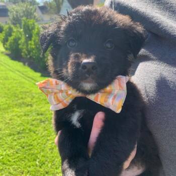 Shiloh -  Shepherd Dog for Adoption in Winston-salem, North Carolina - Shiloh | PetCurious