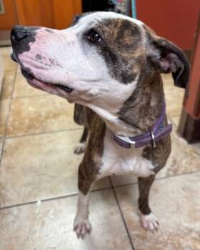 Janet Weiss -  Mixed Breed Dog for Adoption in Cincinnati, Ohio - Janet Weiss | PetCurious
