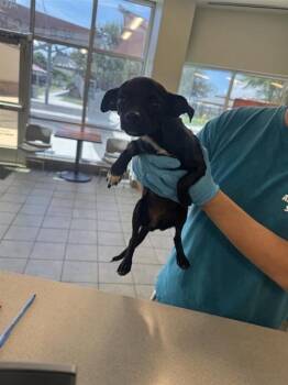 AURELIA -  Chihuahua Dog for Adoption in San Antonio, Texas - AURELIA | PetCurious
