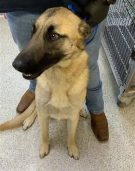 German Shepherd Dog and Mixed Breed Dogs Available for Adoption - SADIE | PetCurious