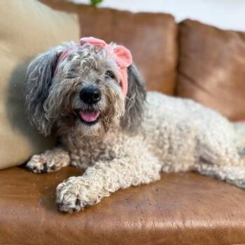 Lulu Nap Queen -  Poodle and Maltese Dog for Adoption in Friendswood, Texas - Lulu Nap Queen | PetCurious