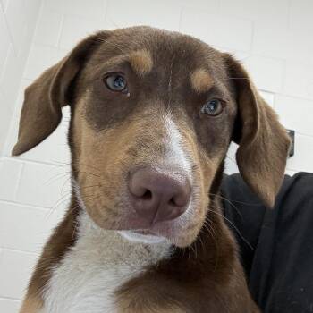 Labrador Retriever and Mixed Breed Dogs Available for Adoption in Corpus Christi, Texas - Astra | PetCurious