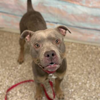 Rescue Pit Bull Terrier Dogs for Adoption in Cheyenne, Wyoming - Eggnog | PetCurious