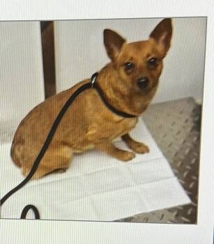 New York -  Chihuahua Dog for Adoption in Parker, Colorado - New York | PetCurious