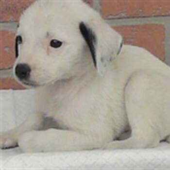 Ben -  Chihuahua Dog for Adoption in Houston, Texas - Ben | PetCurious