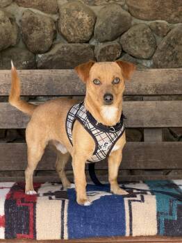 Roberto -  Dachshund Dog for Adoption in Petaluma, California - Roberto | PetCurious