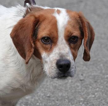 Beagle Dogs Available for Adoption in Millfield, Ohio - Puddles | PetCurious