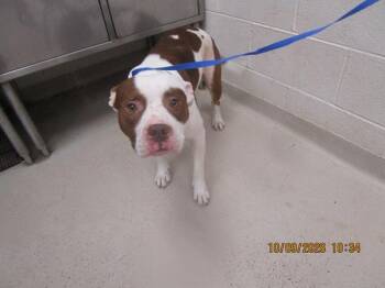 (26) -  Pit Bull Terrier Dog for Adoption in Marietta, Georgia - (26) | PetCurious