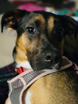 Rescue German Shepherd Dog and Rottweiler Dogs for Adoption - Osaka | PetCurious