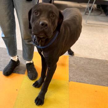 Mickey -  Mixed Breed Dog for Adoption in Philadelphia, Pennsylvania - Mickey | PetCurious