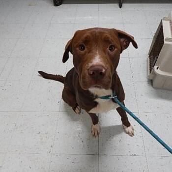 Diego -  Labrador Retriever and Mixed Breed Dog for Adoption in Marble, North Carolina - Diego | PetCurious