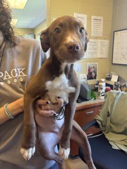 Sage -  American Staffordshire Terrier Dog for Adoption in Kalamazoo, Michigan - Sage | PetCurious