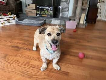 Rescue Australian Shepherd and Poodle Dogs for Adoption in Lansing, Michigan - Copper 25-090 D | PetCurious