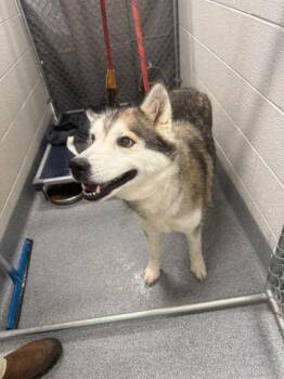Mixed Breed Dogs Available for Adoption in Sevierville, Tennessee - Echo | PetCurious