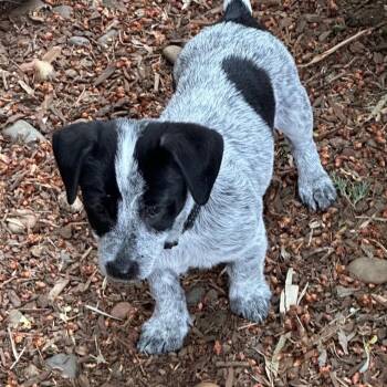 Quest -  Cattle Dog Dog for Adoption in Portland, Oregon - Quest | PetCurious