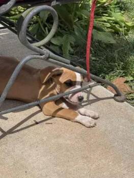Wolfgang -  Mixed Breed Dog for Adoption in Wyoming, Michigan - Wolfgang | PetCurious