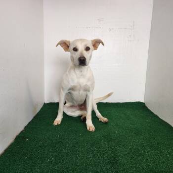 Rescue Mixed Breed Dogs for Adoption in Boaz, Alabama - Butters | PetCurious