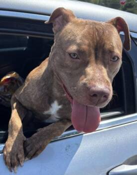Oriana -  Mixed Breed Dog for Adoption in Chamblee, Georgia - Oriana | PetCurious