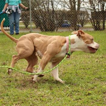 Peach -  Pit Bull Terrier Dog for Adoption in Louisville, Kentucky - Peach | PetCurious