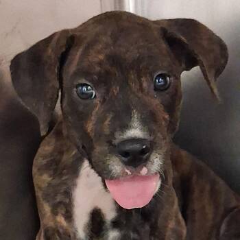Bianca -  Labrador Retriever and Mixed Breed Dog for Adoption in Washington, Pennsylvania - Bianca | PetCurious