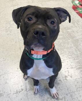 Ruthie -  Pit Bull Terrier Dog for Adoption in Salt Lake City, Utah - Ruthie | PetCurious