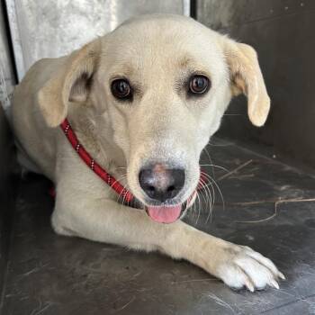 Labrador Retriever and Hound Dogs Available for Adoption in Birmingham, Alabama - Taylor | PetCurious