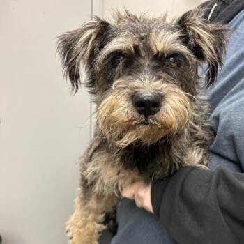 Hawk -  Mixed Breed Dog for Adoption in Columbiana, Alabama - Hawk | PetCurious