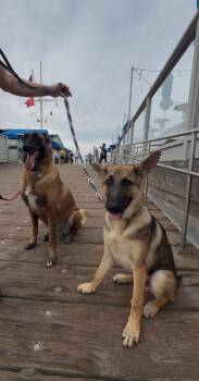 Pete -  German Shepherd Dog Dog for Adoption in Palm Desert, California - Pete | PetCurious