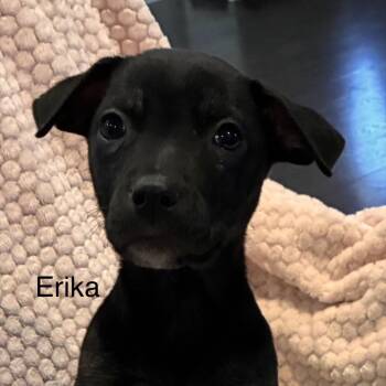 English Bulldog and Mixed Breed Dogs Available for Adoption in Eastford, Connecticut - NY Erika Avail Apr 18 (Tractor Supply Patterson NY) | PetCurious
