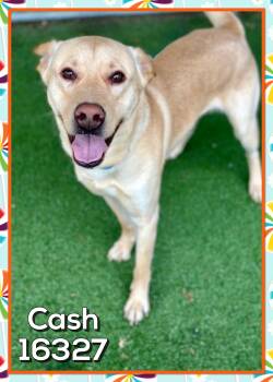 Yellow Labrador Retriever and Shepherd Dogs Available for Adoption - CASH (also See UMBER)  | PetCurious