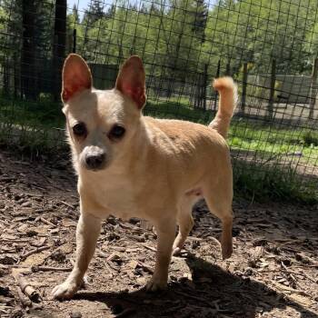 Chihuahua Dogs Available for Adoption in Graham, Washington - ROWDY | PetCurious