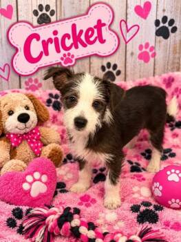Cricket -  Terrier Dog for Adoption in Union Beach, New Jersey - Cricket | PetCurious