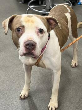 WAVERLY -  Pit Bull Terrier Dog Available for Adoption - WAVERLY | PetCurious