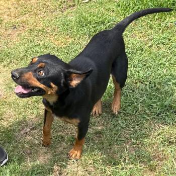 Ciercie -  Shepherd Dog for Adoption in Jacksonville, Arkansas - Ciercie | PetCurious