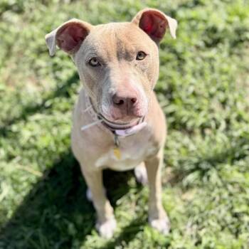 Staffordshire Bull Terrier and Mixed Breed Dogs Available for Adoption - SHAKIRA | PetCurious