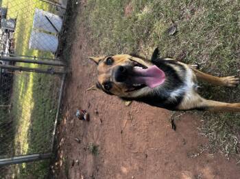 Rescue Shepherd Dogs for Adoption in Guthrie, Oklahoma - Maverick | PetCurious