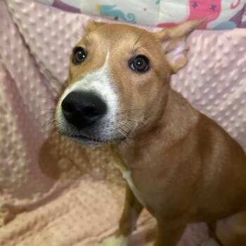 Bubba -  Mixed Breed Dog for Adoption in Columbus, Georgia - Bubba | PetCurious